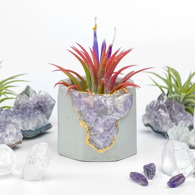 Madagascar AMETHYST GEODE PLANTER