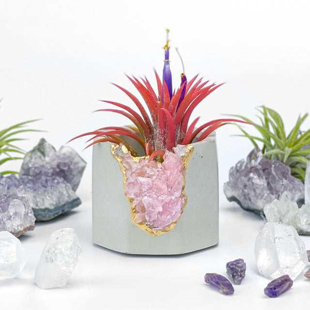 Raw ROSE QUARTZ GEODE PLANTER