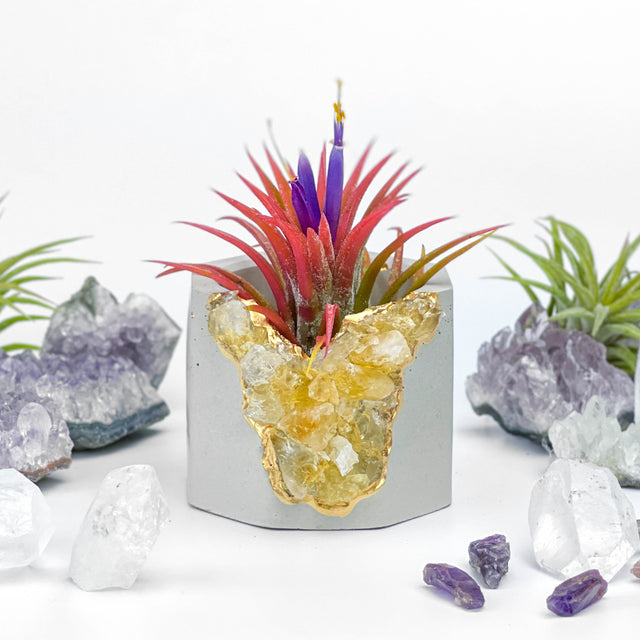 Raw CITRINE GEODE PLANTER