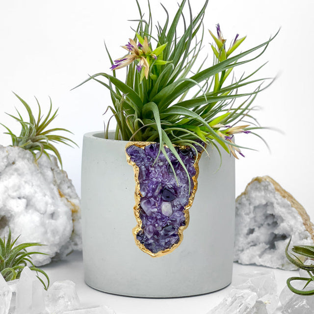 N°4 AMETHYST AURA PLANTER