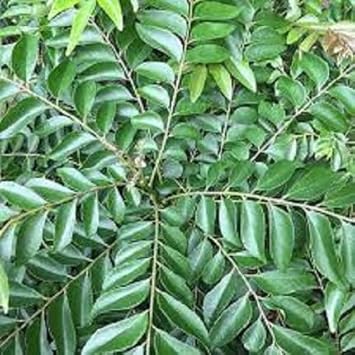 Curry Leaf Plant Seeds for Planting -Heirloom & Non-GMO Garden Seeds