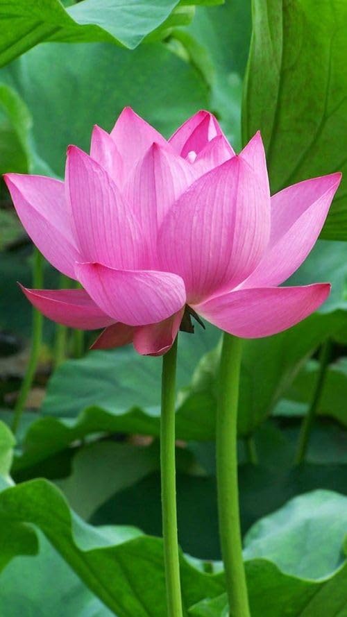 Pink Sacred Lotus Seeds (Nelumbo Nucifera) for Planting – Heirloom, Non-GMO