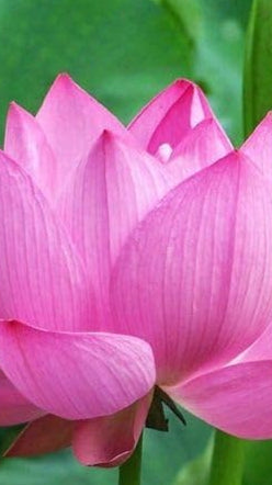 Pink Sacred Lotus Seeds (Nelumbo Nucifera) for Planting – Heirloom, Non-GMO