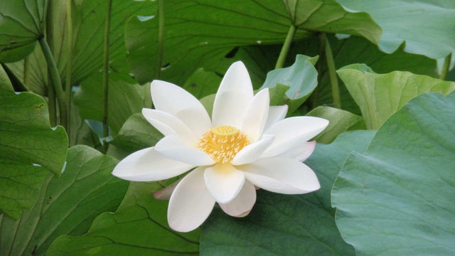 White Sacred Lotus Seeds (Nelumbo Nucifera) for Planting – Heirloom, Non-GMO
