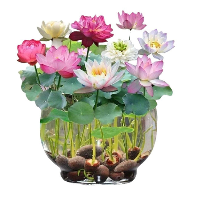 Mixed Lotus Flower Seeds – Pink, Red & Green Heirloom, Non-GMO Seeds for Planting