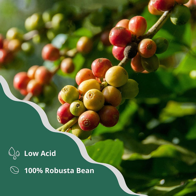 Dakoli Coffee -100% Vietnamese Robusta with Traditional Flavor, 12 Oz (340g)