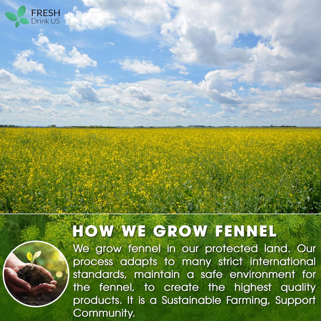 Premium Fennel Tea Bags, 100% Natural & Pure from Fennel Seeds. Fennel Seed Herbal Tea. Fennel Seed Tea. Made with Natural Material Tea Bags. No Sugar, No Caffeine, No Gluten, Vegan.