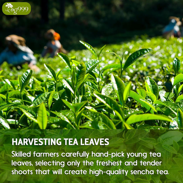 Premium Sencha Green Tea Bags, 100% Natural & Pure from Sencha Green Tea Leaves