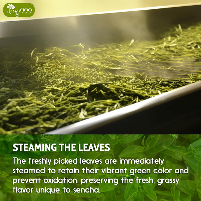 Premium Sencha Green Tea Bags, 100% Natural & Pure from Sencha Green Tea Leaves