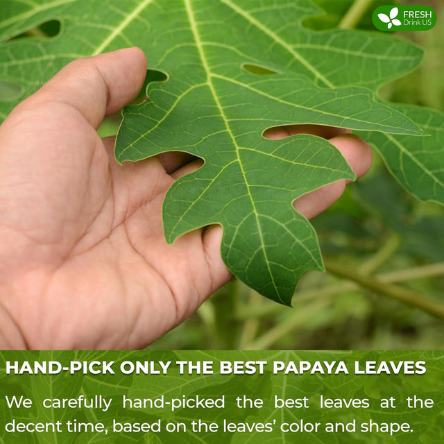 Premium Papaya Leaf Tea Bags, Made with Natural Material Tea Bags. No Sugar, No Caffeine, No Gluten, Vegan.