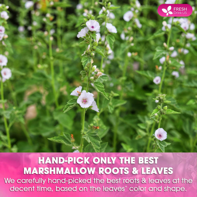 Premium Marshmallow Root and Leaf Tea Bags, 100% Natural & Pure.