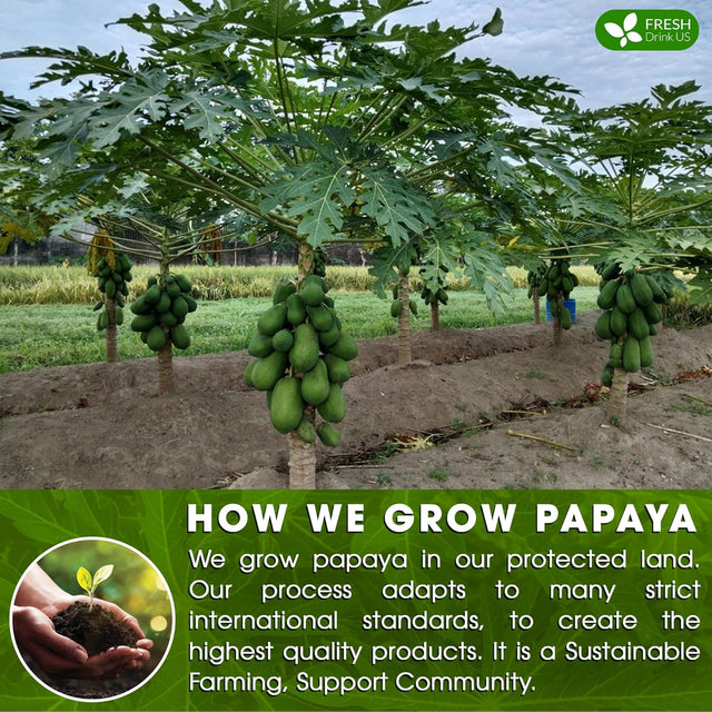 Premium Papaya Dried Leaves, Papaya Loose Leaf Herbal Tea, No Additives, No Caffeine, Vegan