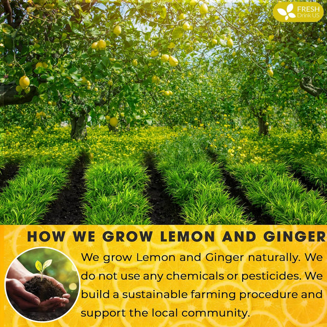 Premium Lemon Ginger Tea Bag, Eco-conscious Tea Bags. Lemon Ginger Herbal Tea. No Sugar, No Caffeine, No Gluten, Vegan.