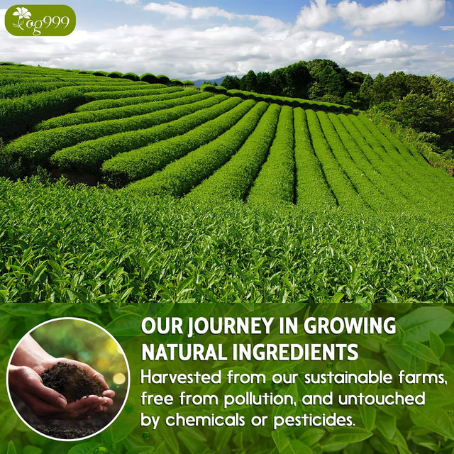 Premium Sencha Green Tea Bags, 100% Natural & Pure from Sencha Green Tea Leaves