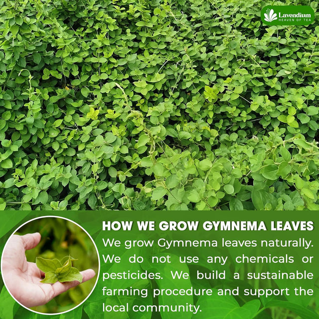 Premium Gymnema Leaf Tea Bags for Diabetics, 100% Natural & Pure from Gymnema Leaves.