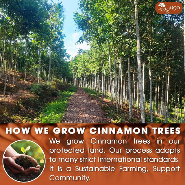 TOG999, Premium 135 Tea Bags - Special Cinnamon Tea, 100% Natural & Pure Cinnamon Bark. Cinnamon Herbal Tea. Cinnamon Stick Herbal Spice Tea. No Sugar, No Caffeine, No Gluten, Vegan.