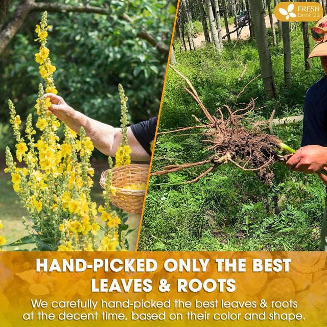 Premium Mullein Licorice Tea Bags. 100% Natural, Blend of Mullein Leaves, and Licorice Root.