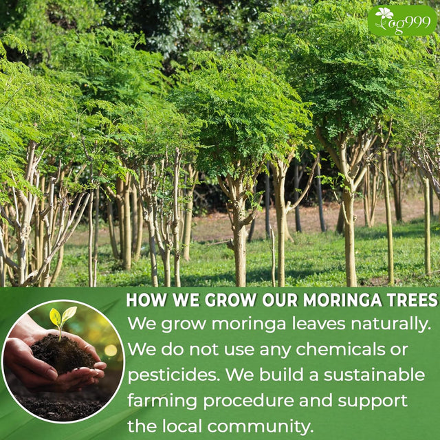 TOG999, Premium 120 Moringa Leaf Tea Bags, 100% Natural & Pure from Moringa Leaves. Loose Leaf Moringa Herbal Tea. Moringa Leaf Tea. No Sugar, No Caffeine, No Gluten, Vegan.