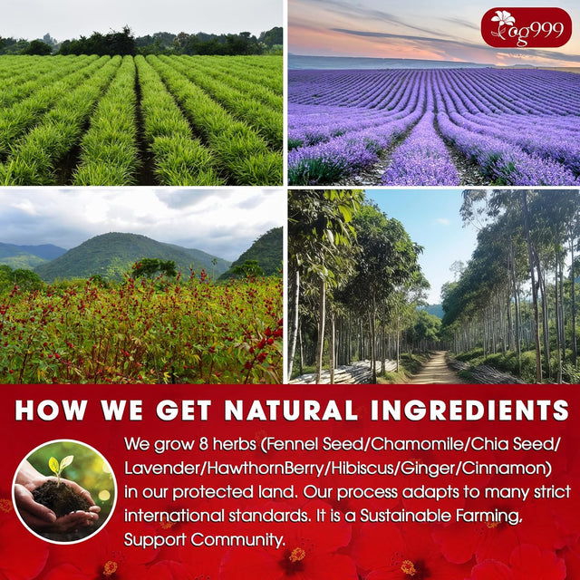 Pressure Balance Herbal Tea | Blend of 9 Natural Herbs | Caffeine-Free, Sugar-Free, Vegan-Friendly