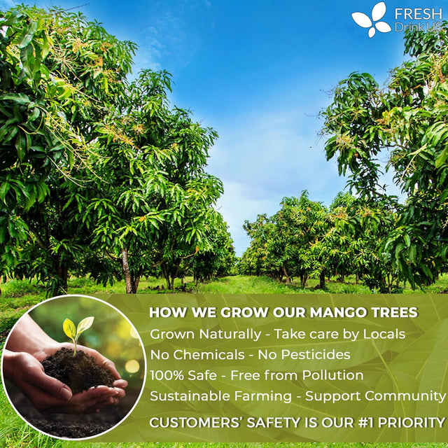 Mango Leaf, Whole Dried Leaves, Tea Bags, Powder, 100% Natural & Pure from Mango Leaves. Mango Dried Leaves. Loose Leaf Mango Herbal Tea. Mango Leaf Tea. No Sugar, No Caffeine, No Gluten, Vegan.