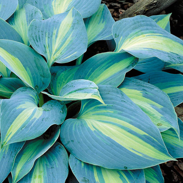 Heirloom Non-GMO Hosta Perennial Plant Seeds for Planting