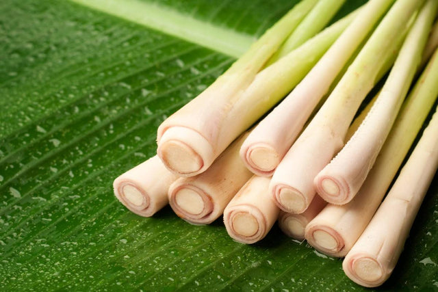 Lemongrass Fresh 8-12 Stalks from Trendoli Fresh.