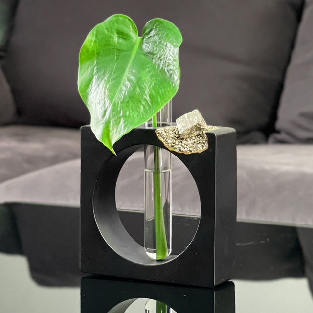 PYRITE PROPAGATION STATION