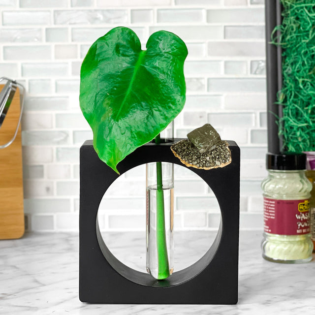 PYRITE PROPAGATION STATION