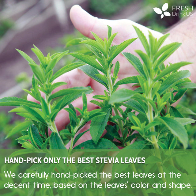 Stevia Leaf Tea Bags, 100% Natural & Pure Stevia leaves, Eco-Conscious Tea Bags, Stevia Herbal Tea. Stevia Leaf Tea. No Sugar, No Caffeine, No Gluten, Vegan