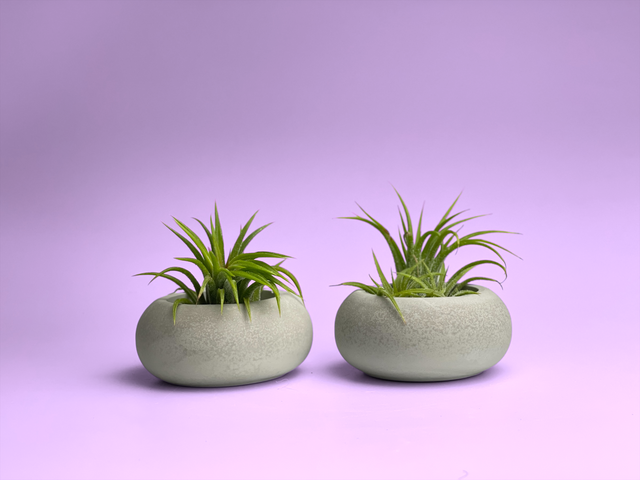 Modern Air Plant Holder