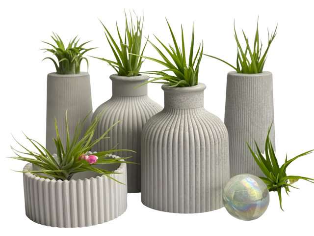 FAT MINI VASE | AIR PLANT HOLDER