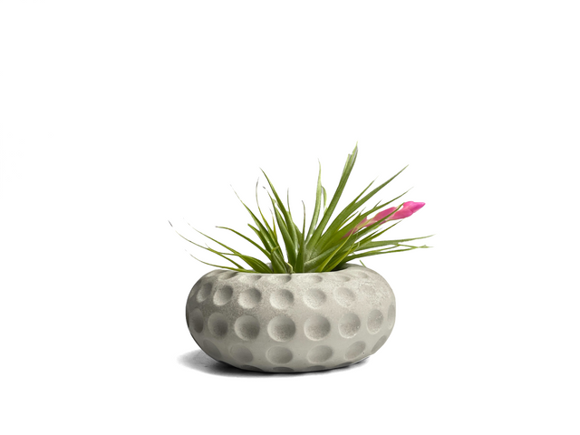 Concave Dots Air Plant Holder | Succulent Planter