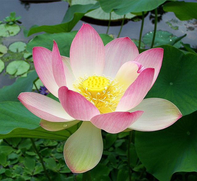 Pink Sacred Lotus Seeds (Nelumbo Nucifera) for Planting – Heirloom, Non-GMO