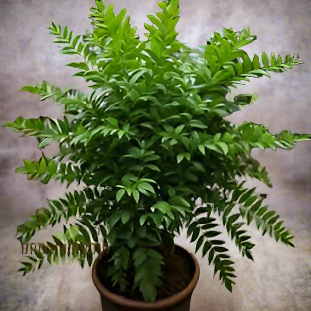 Curry Leaf Plant Seeds for Planting -Heirloom & Non-GMO Garden Seeds