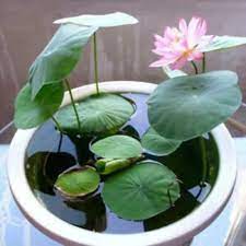 Mixed Lotus Flower Seeds – Pink, Red & Green Heirloom, Non-GMO Seeds for Planting