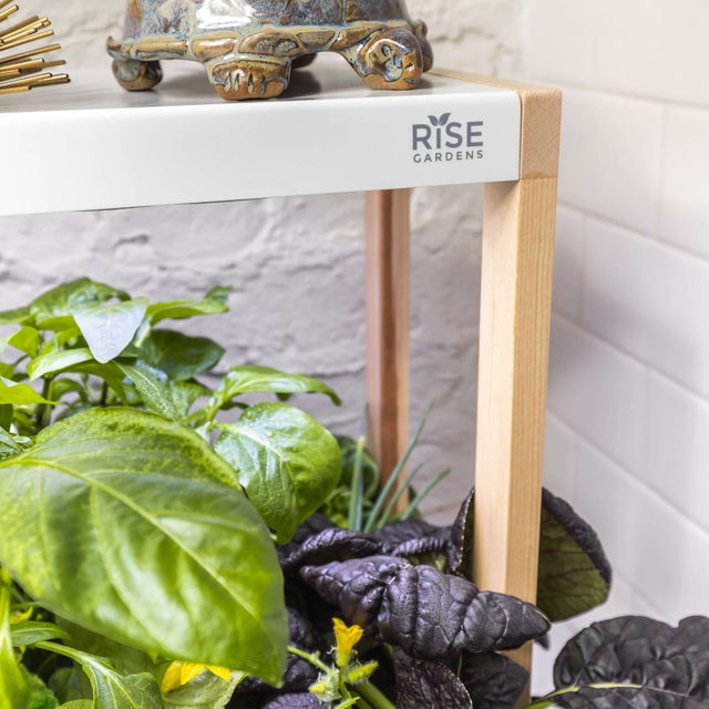 Personal Rise Garden