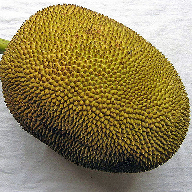 Fresh Whole Jackfruit 15-25 lb