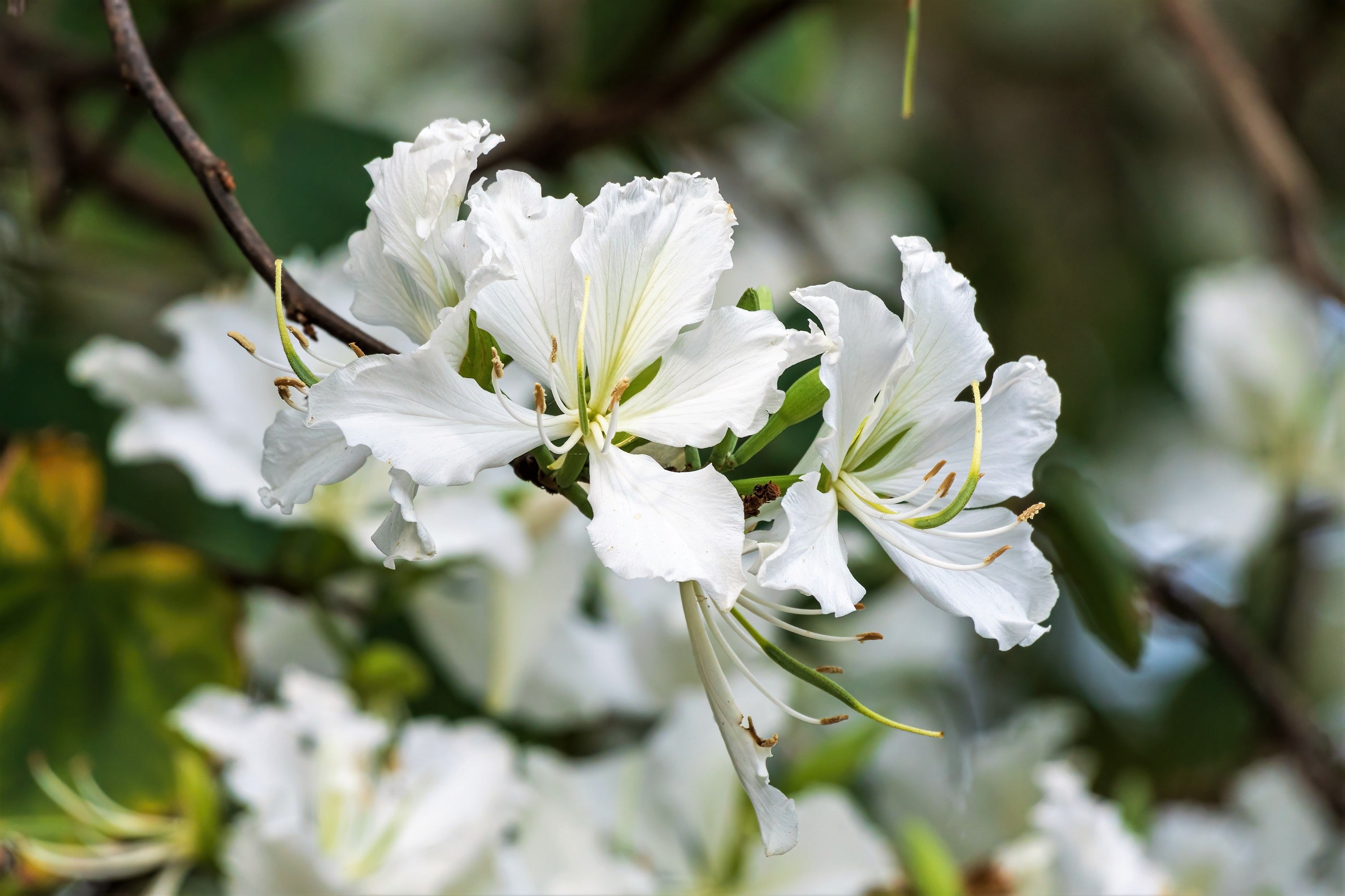 10 White ORCHID Tree Bauhinia Alba syn Variegata Candida Hawaiian Mountain Ebony Camel's Foot Butterfly Flower Tree Hummingbird Seed