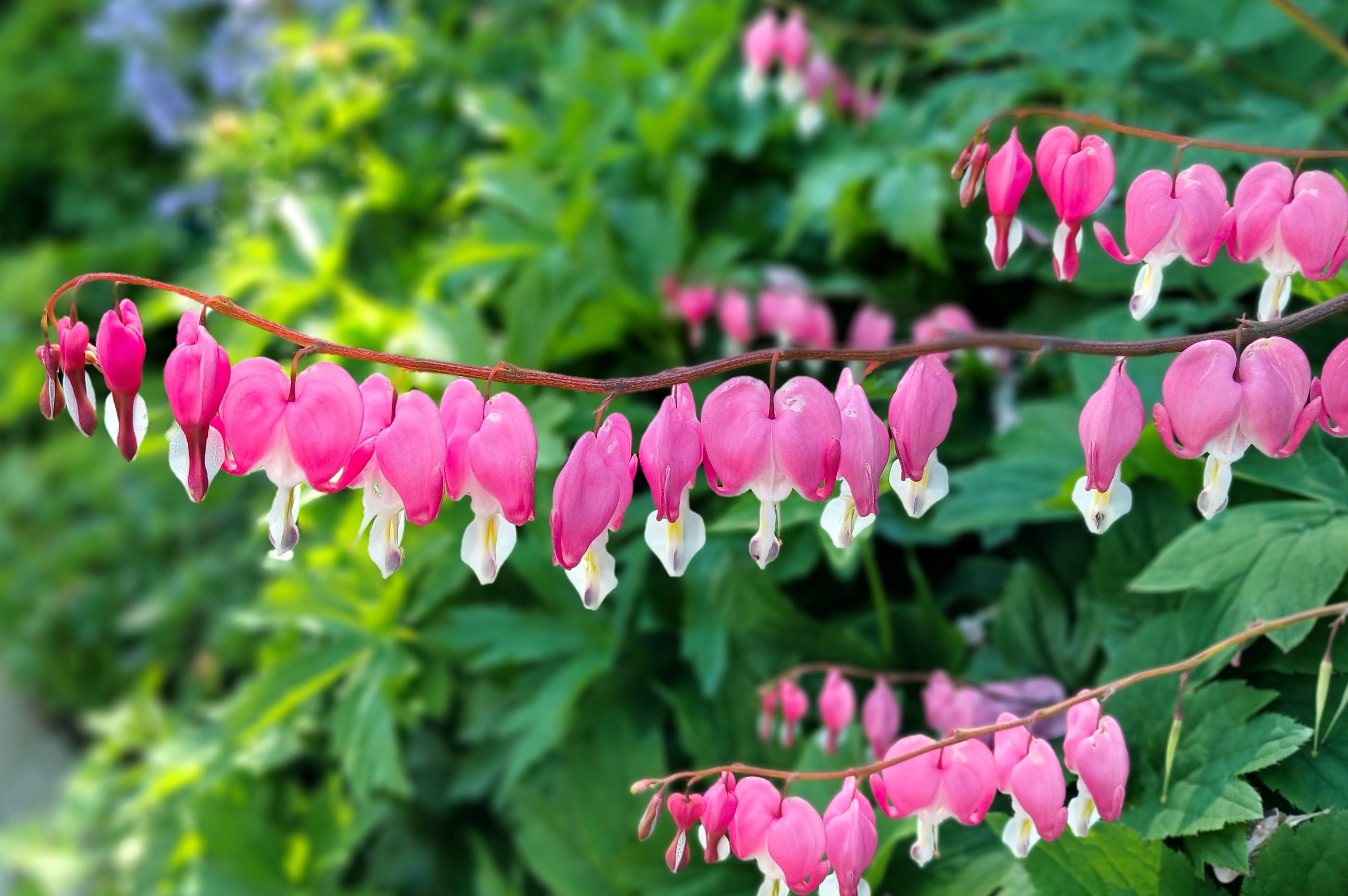 bleeding heart flower seed 10 BLEEDING HEART