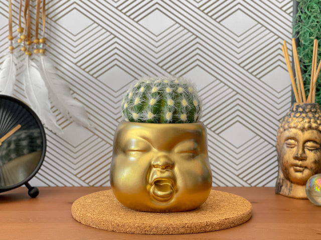 Baby Face Succulent Planter