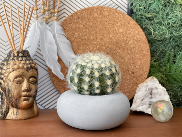 Perfect Succulent Planter