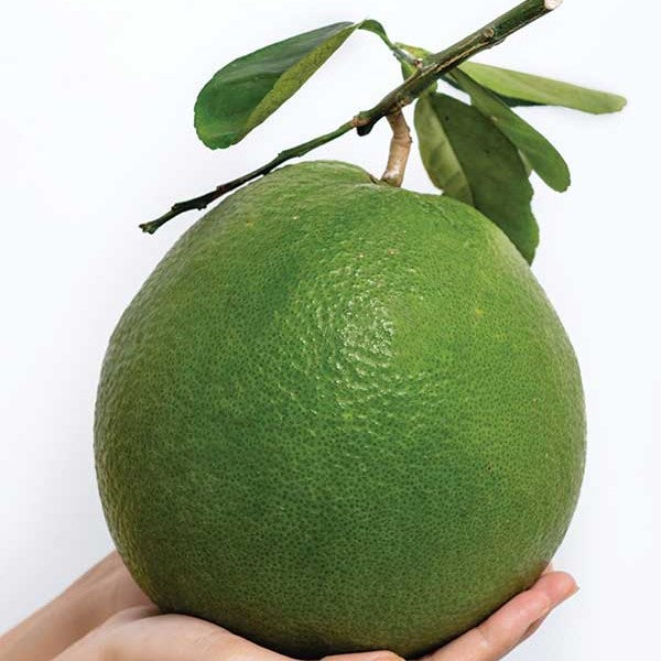 Why Fresh Pomelo Is Trending Now: The Citrus Fruit Taking Over Grocery Stores