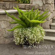 Foxtail Fern