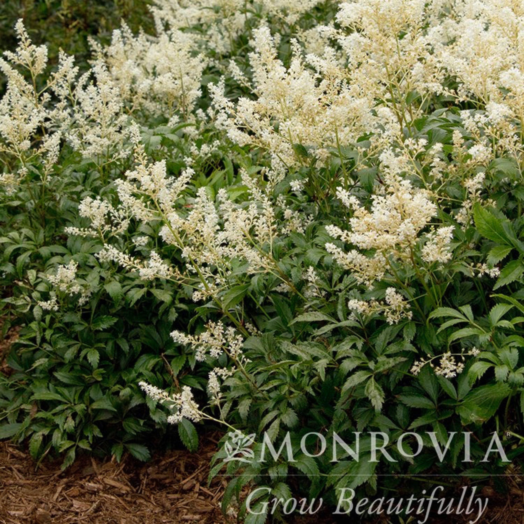 Deutschland Astilbe