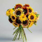 Summer Breeze Branching Sunflower Seed