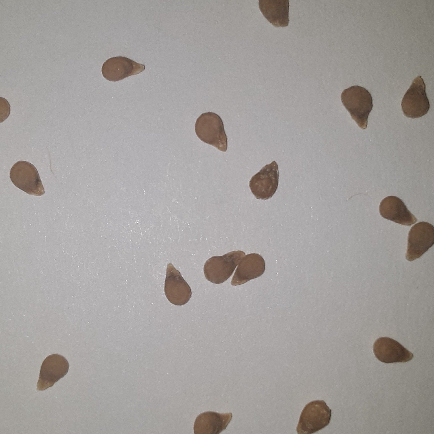 Jet Star Hybrid  Tomato Seeds