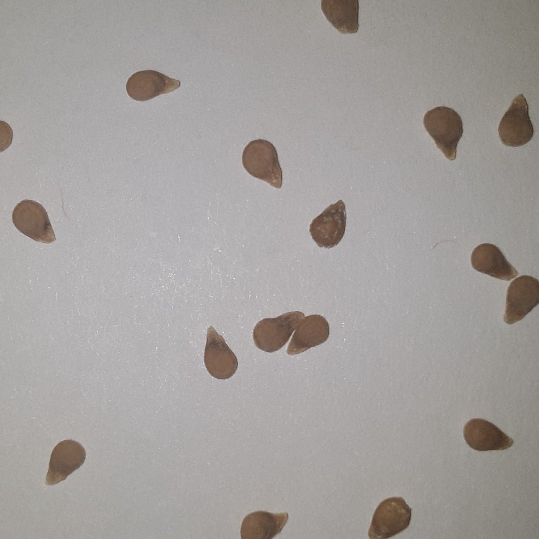 Juliet Untreated Hybrid Paste Tomato Seeds
