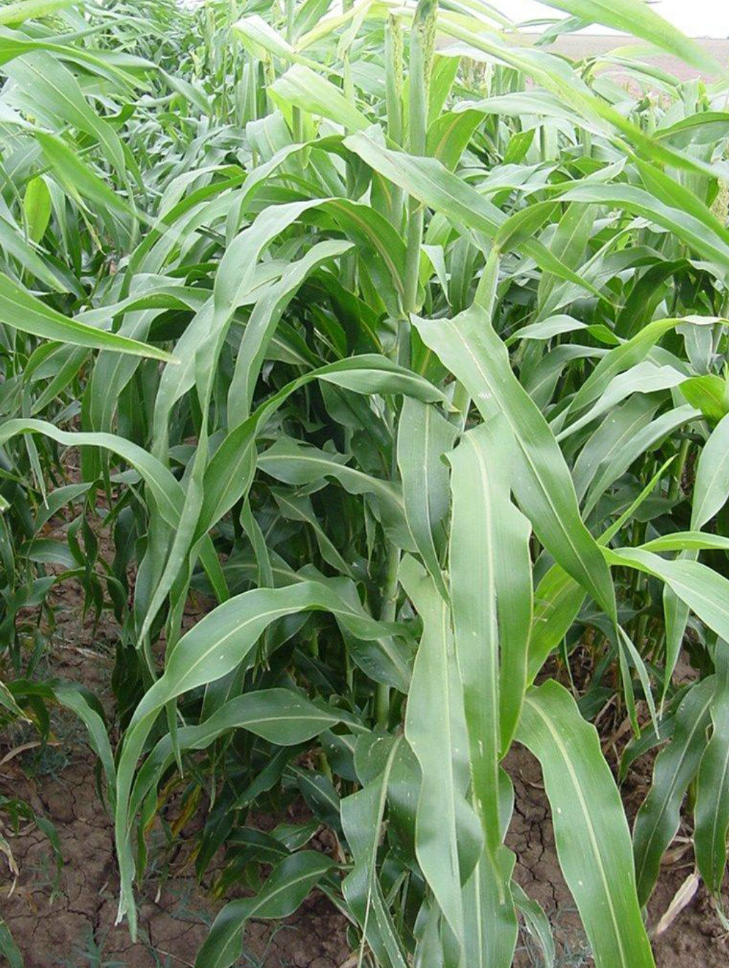 Honey Sweet Hybrid BMR Sorghum-Sudangrass