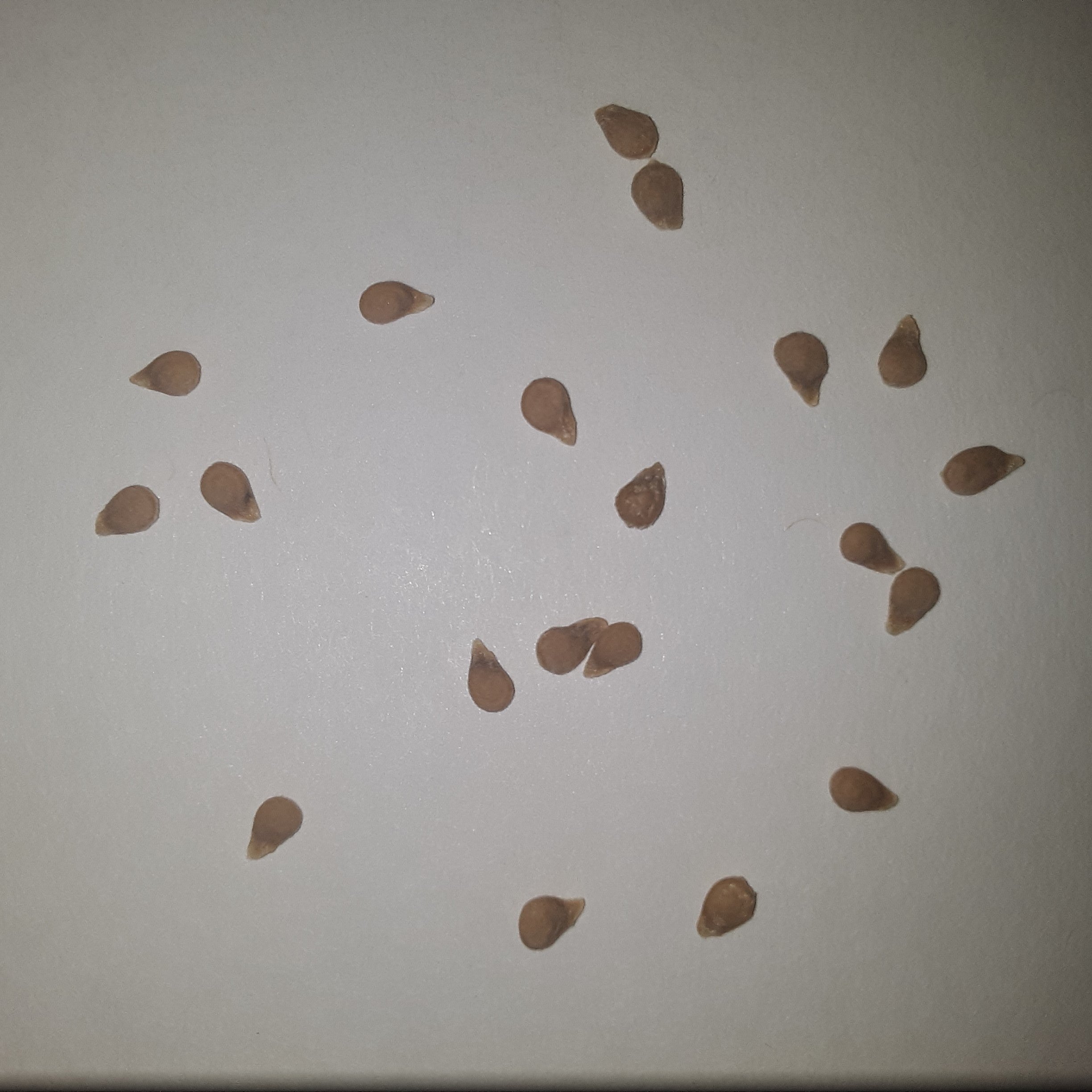 Papaw's Dwarf Pixie Tomato Seeds