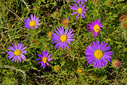 100 PURPLE Smooth Violet PRAIRIE ASTER Aster Tanacetifolia Flower Seeds